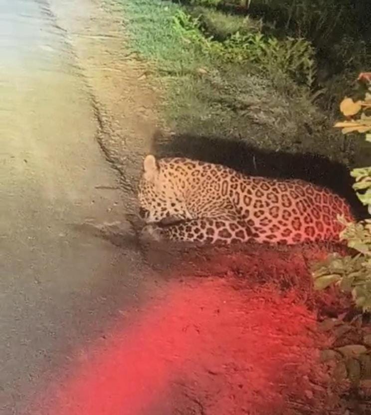 Leopard remained standing on the road near the village for 10 minutes, panic spread
