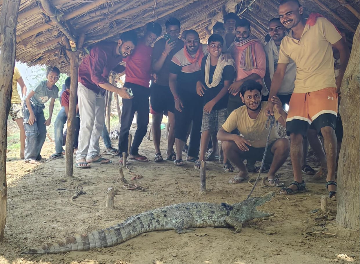 Crocodile found in village, released in river