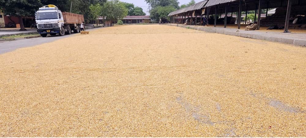 पुवायां मंडी में बिक्री से पूर्व सुखाया जा रहा मक्का