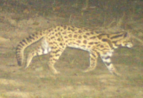 Rare leopard cat seen again in Dudhwa, team formed for its protection