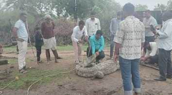 The crocodile that entered the village was rescued