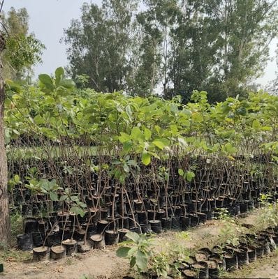 Agroforestry will increase greenery, farmers will get additional income