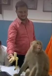 The monkey entered the doctor's cabin, sat on the table and looked at the medicines