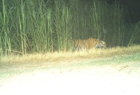 Picture of tigress captured in CCTV camera