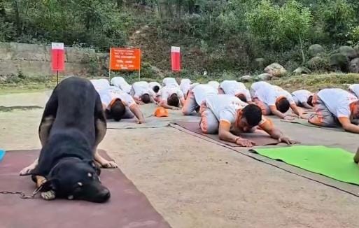 Sniffer Dog participate in Yoga