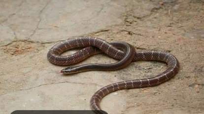 Snake dies shortly after biting young man, Ranger says he saw this case for the first time in 20 years