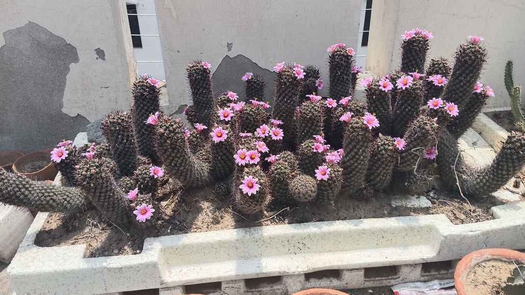 Nature's smile is blooming in Dr. Sangeeta's garden