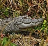 Crocodiles are becoming a problem for villagers during rain