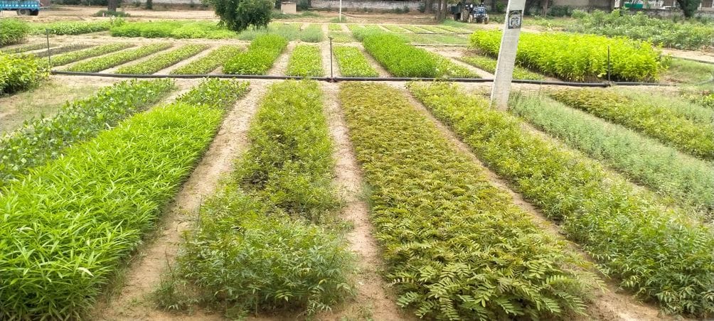 4.51 lakh plants will increase greenery in Mahindergarh district