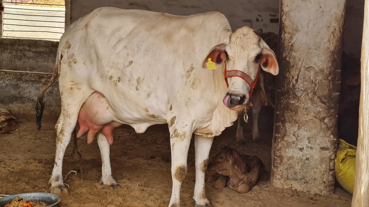 Tharparkar breed cow sold for Rs 1,33,200 in Jamal