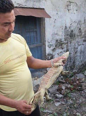 Snakes are coming out in houses, people are scared