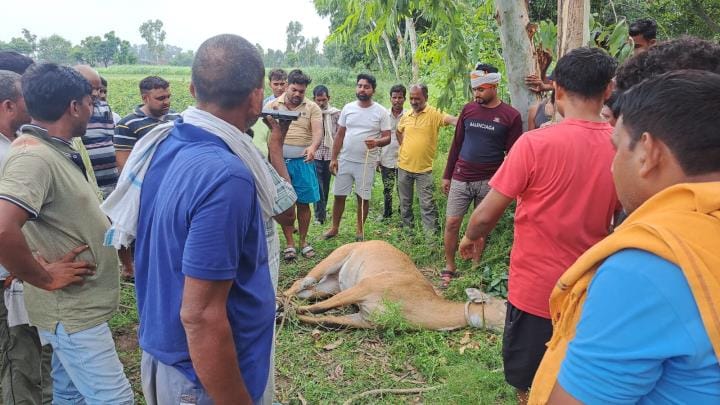 Farmer injured in Nilgai attack dies