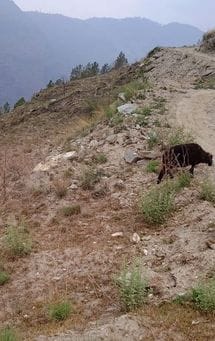 Rajiv Gandhi Day Boarding School will open in Shingla