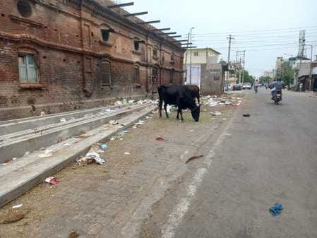 Work order to support cows including sterilization which are gathering dust