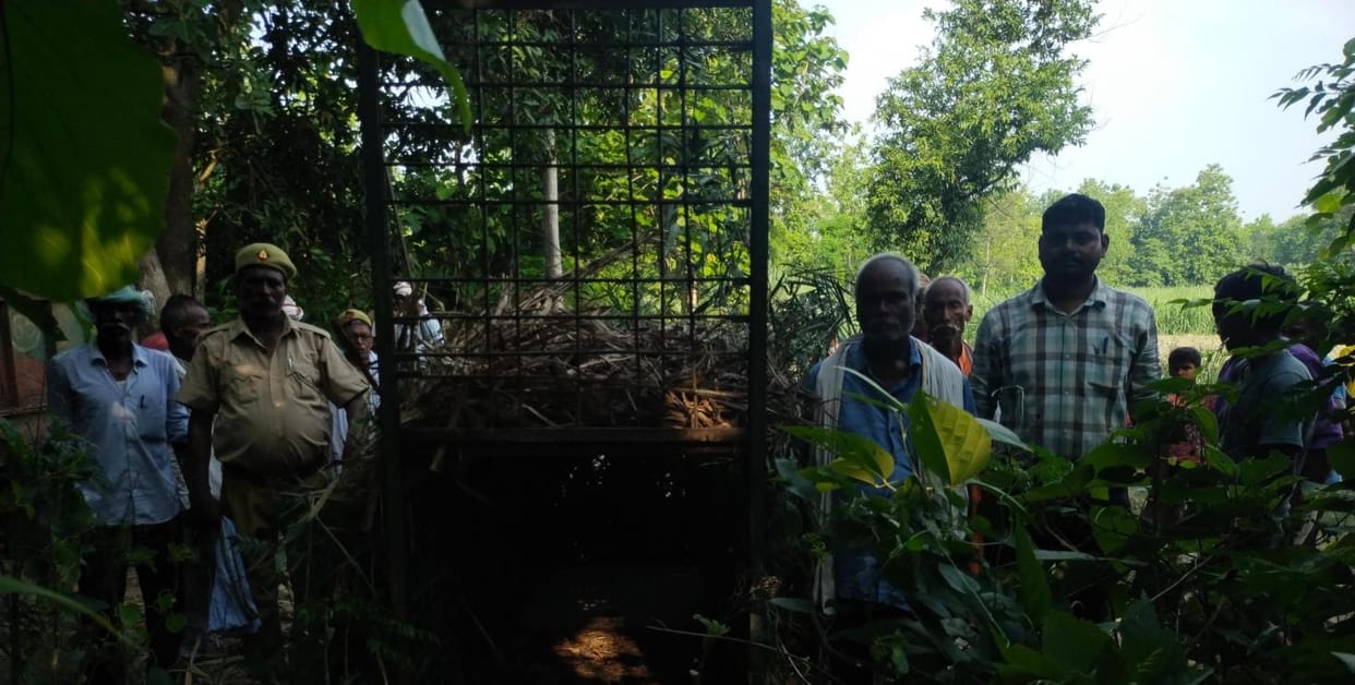 The forest department will set up a cage to catch the tiger, the team reached the village