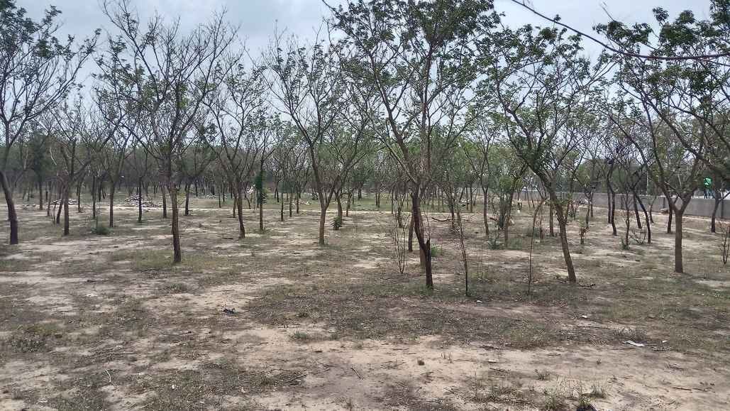Rajasthan News: Illegal Deforestation Scandal in Bhilwara: Forest Staff Under ACB Investigation