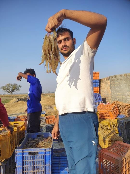 Leaving traditional farming, white shrimp farming changed the fate
