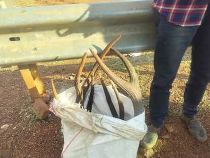 Satna News: A youth smuggling wild animal horns and ganja arrested, police got a big success