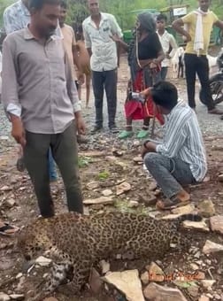 Bundi: Injured Panther Tied with Leash for Selfies by Insensitive Locals, Rescued in Time by Forest Department