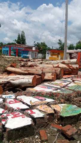 Uproar over auction of trees in school