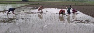 Farmers started planting paddy