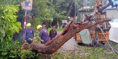 Tree fell in Kathayatbada during heavy rain