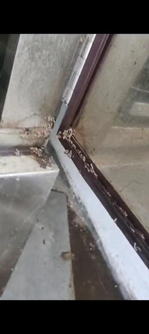 Negligence again in the mortuary, insects found crawling in the freezer, relatives arrived to place the body after the young man's death, created a ruckus for three hours.