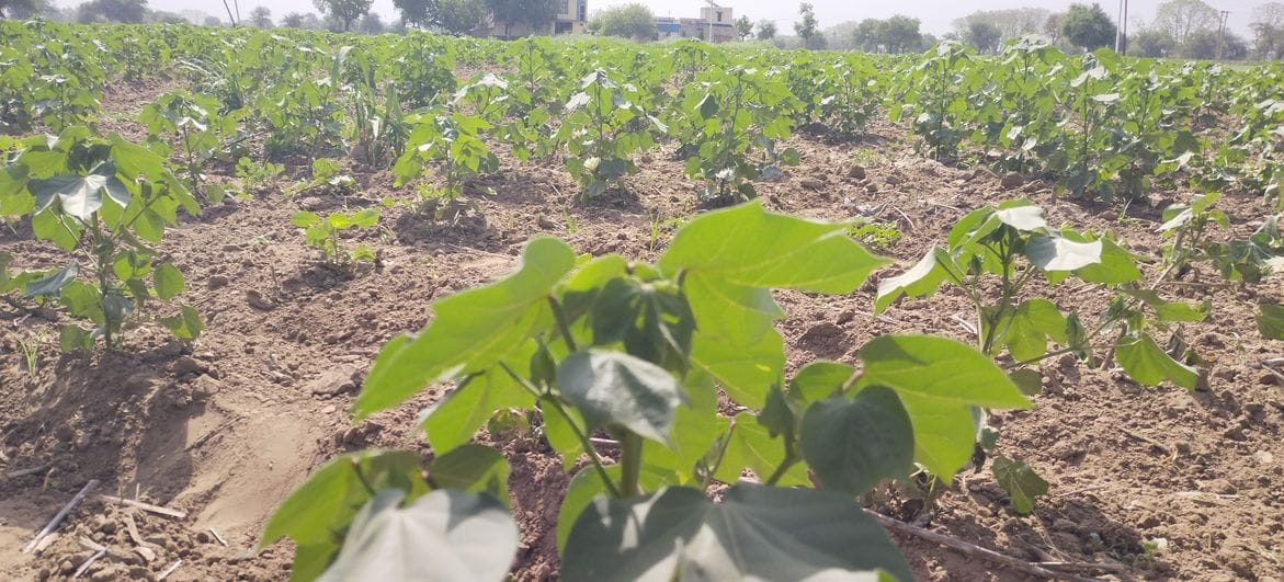 Now is the right time for weeding in early millet and cotton crops
