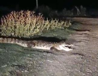 A huge crocodile came out of the pond in Bhadafar of Laharpur, causing a stir