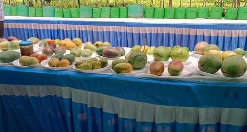 Muzaffarpur Bihar news: mango festival organized in city exhibition of 60 varieties of mangoes to awareness