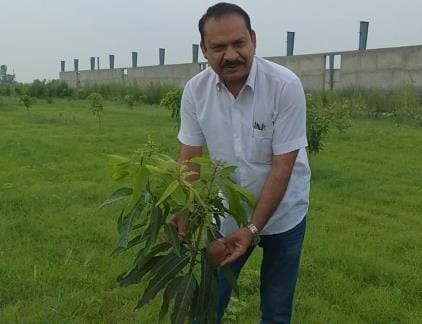 The plant is small but every mango is special