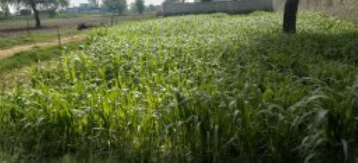 Less Bajra Production