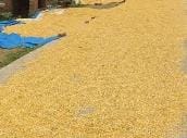 Farmers started showing interest in selling maize