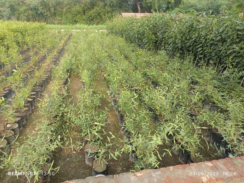 Greenery will increase from the extinct Jaal and Kendu plants