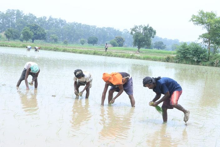 In Rohtak, the inclination of farmers towards paddy cultivation has increased in four years