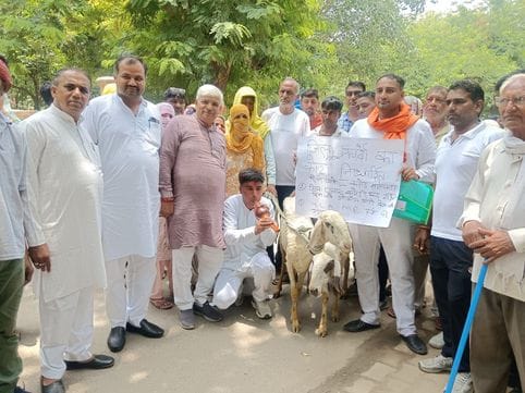 Councilors demonstrated by playing the flute in front of sheep