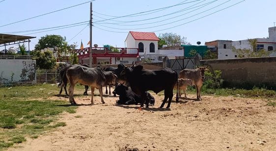Even after 20 years, HUDA sector is not safe, there is constant threat of Nilgai and cattle