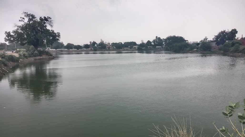 Dirty water from drains is being poured into Bhodiyakheda Johad, causing drinking water problems for animals