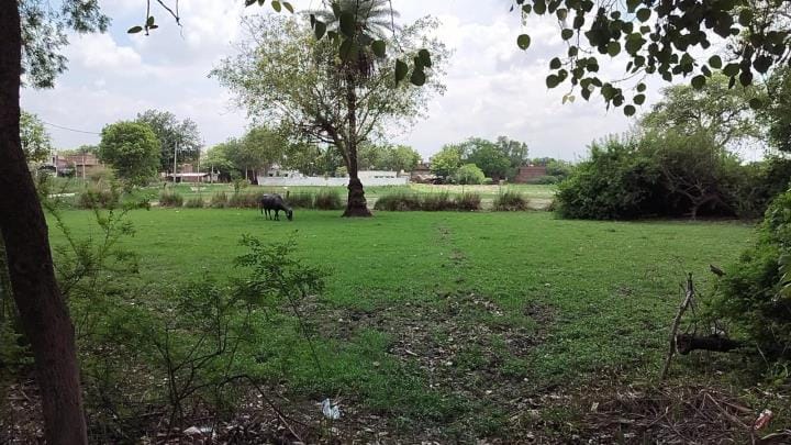 There is no drainage in Jamuha village, 500 bigha crops are submerged