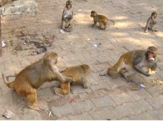 Permission given to issue tender for catching monkeys