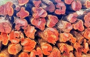 122 Khair trees recovered from government forest