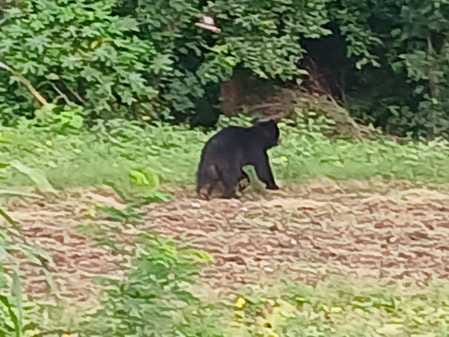 Terror of bear in Surajpur a young man seriously injured in the attack panic among villagers in Chhattisgarh