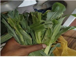 Farmers should protect maize crop from fall army worm