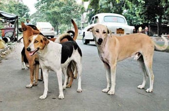 1251 cases of dog bites were reported in Civil Hospital in 2 months