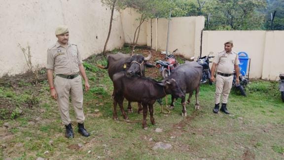 Police Free the Cattles