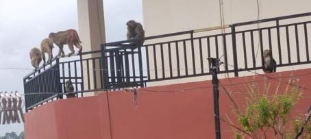 Monkeys' nuisance in Almora