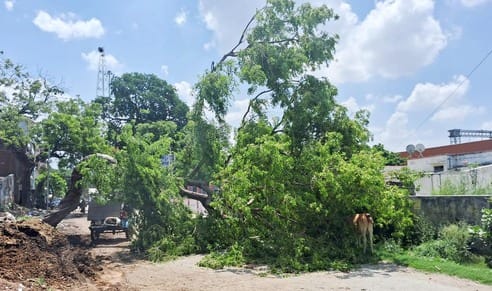 The debris of the tree fallen on the road was not removed even on the second day