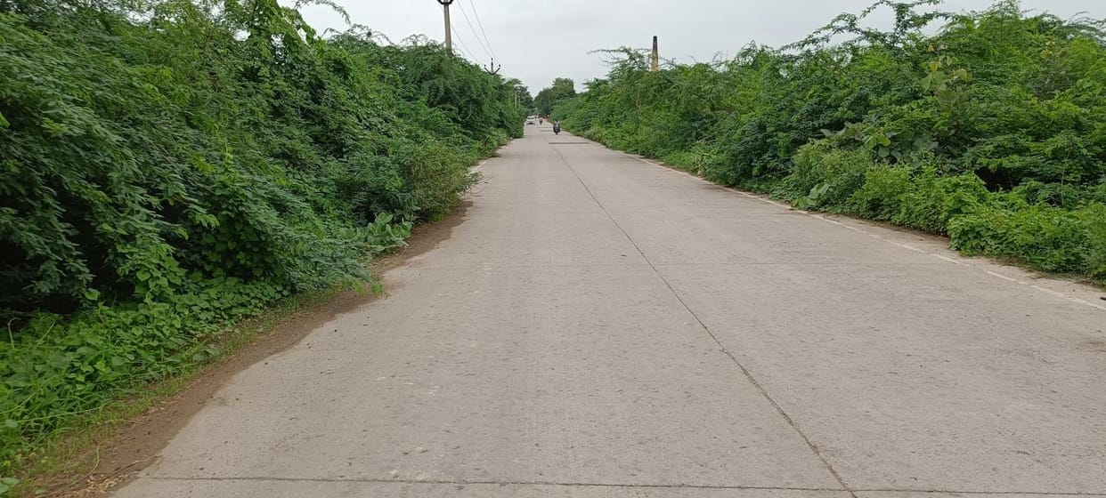 Acacia trees standing on the Bidhuna-Achalda road