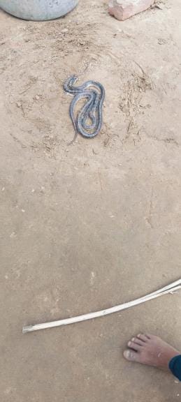 A young man was bitten by a snake, both the snake and the female snake were killed