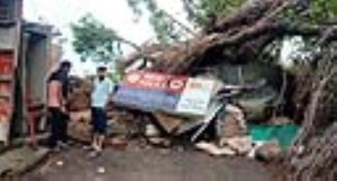 Tree Fallen At Katra Udhampur Road